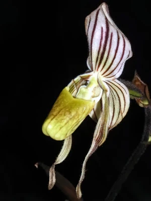 Bild von Paphiopedilum randsii 2